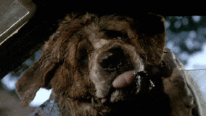 Cujo Movie Review